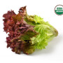 lettuce-red